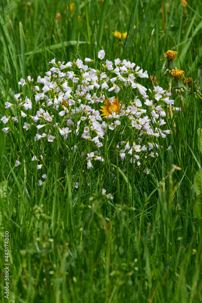 Fototapeta premium Wiesen-Schaumkraut (Cardamine pratensis) 