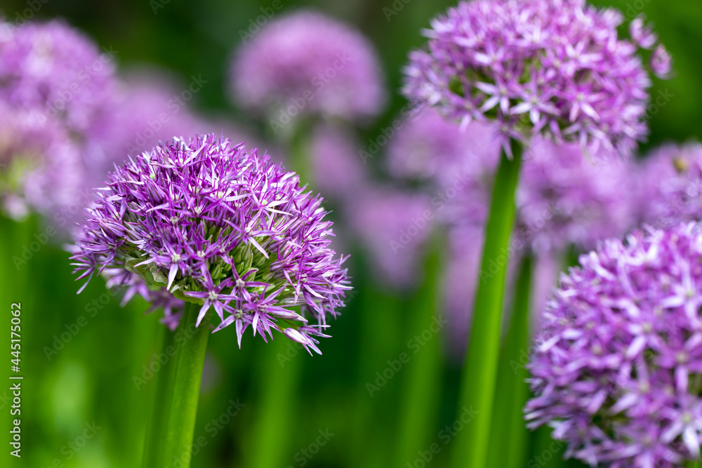 Macro sur un bosque d'allium Macro sur un bosque d'allium