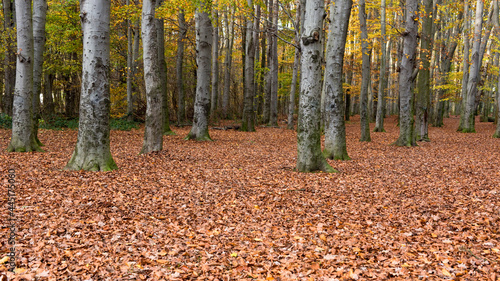 Wald  Herbst  Laub