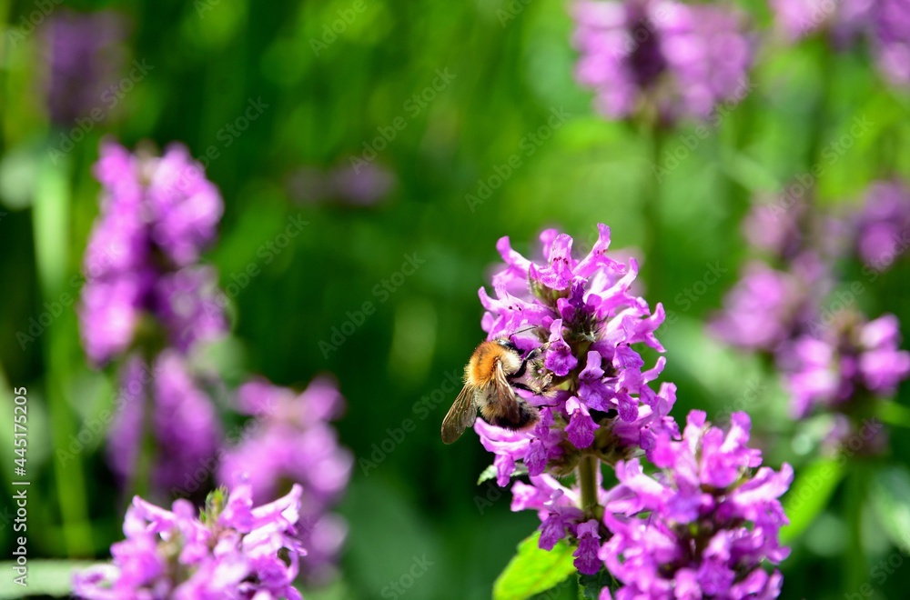 Biene Biene