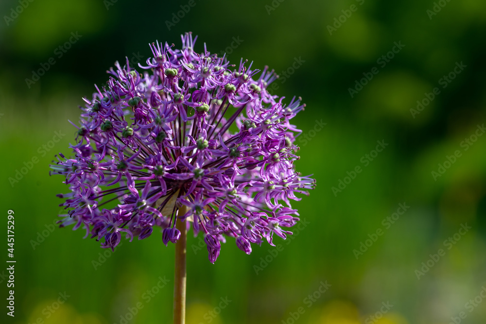 Allium nigrum, violet flowers arranged in the shape of a ball on a long stem. Allium nigrum, violet flowers arranged in the shape of a ball on a long stem.