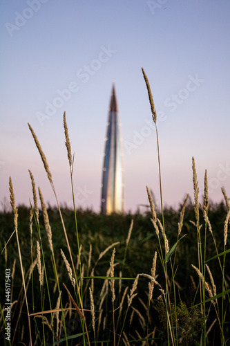field of wheat