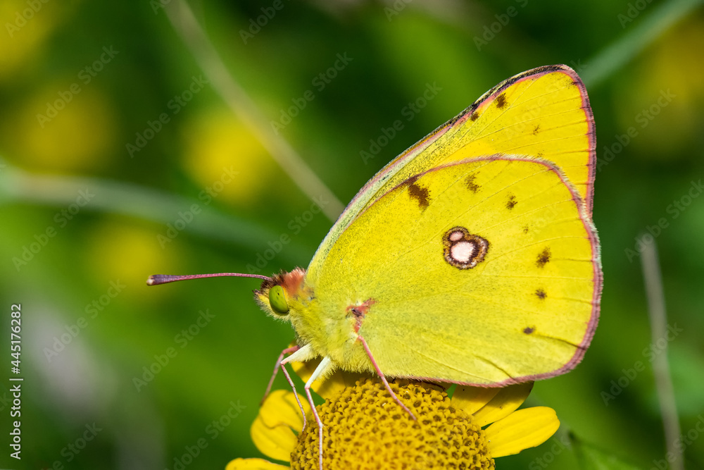 Pieridae / Sarı Azamet / / Colias crocea Pieridae / Sarı Azamet / / Colias crocea