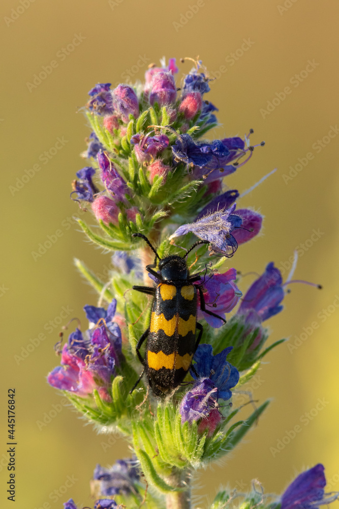 The spotted longhorn bug