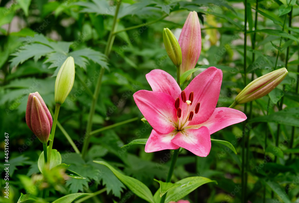 Pink lily blooms Pink lily blooms