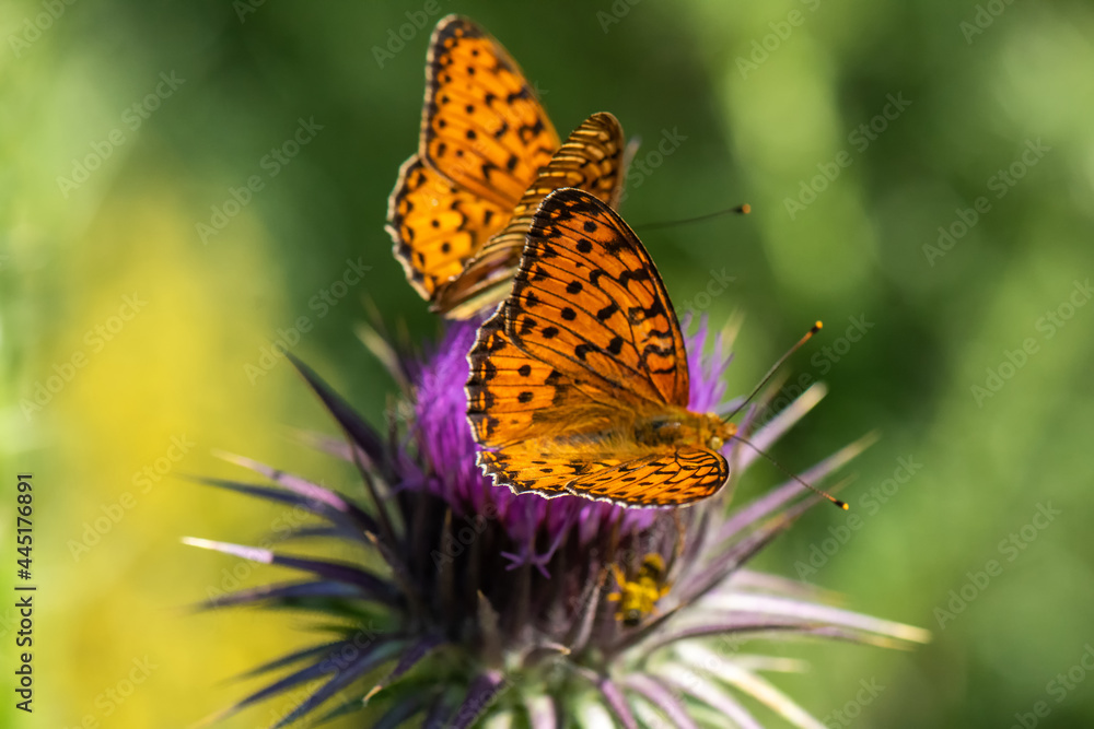 Nymphalidae / Güzel İnci / / Argynnis aglaja Nymphalidae / Güzel İnci / / Argynnis aglaja