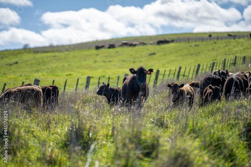 Close up of Angus and Murray Grey Cows eating lush pasture in Australia. photo