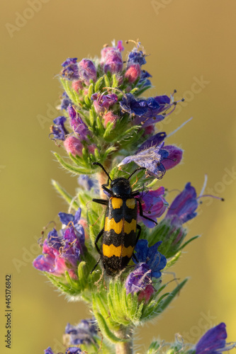 Obraz na płótnie The spotted longhorn bug w salonie