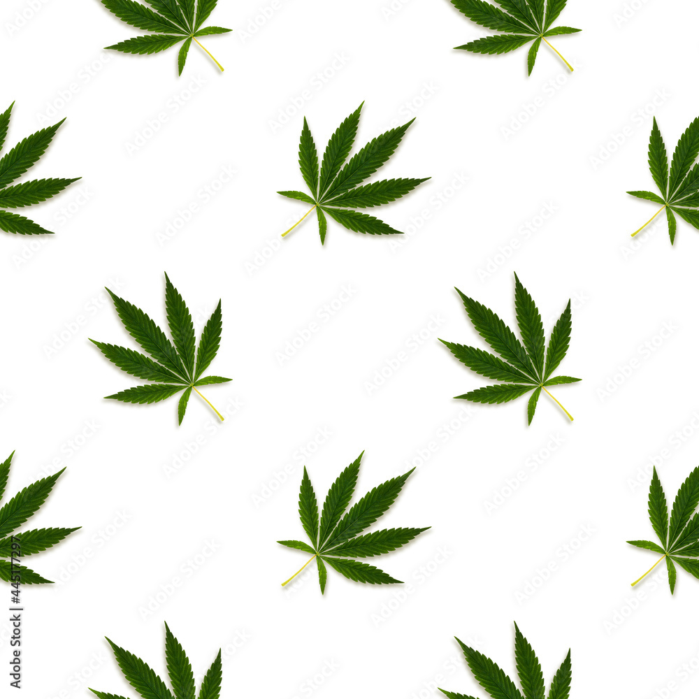 Hemp or cannabis leaves seamless pattern on a white background. Hemp or cannabis leaves seamless pattern on a white background.