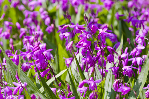 The name of these flowers is   Urn orchid . Scientific name is Bletilla striata Reichb. fil.