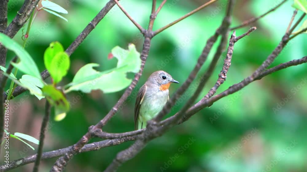 Taiga Flycatcher or Red-breasted Flycatcher bird perched on a branch, green background, wind blowing Taiga Flycatcher or Red-breasted Flycatcher bird perched on a branch, green background, wind blowing