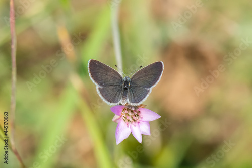 Lycaenidae / Minik Kupid / / Cupido minimus © Yasin