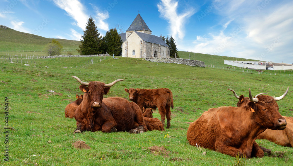 A mother cow with her calf. This is a Salers cows breed in the mountain pasture with a chapel. A mother cow with her calf. This is a Salers cows breed in the mountain pasture with a chapel.