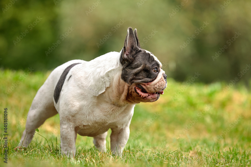 Portrait of a white french bulldog puppy with black spots on a background of green grass, copy space Portrait of a white french bulldog puppy with black spots on a background of green grass, copy space