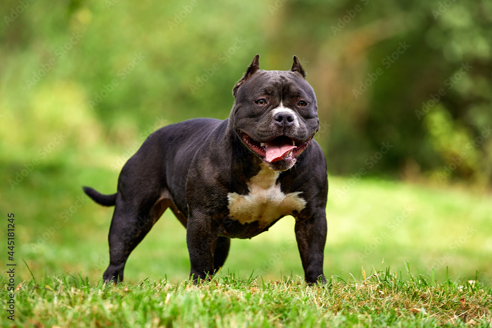 Bitch American bully on the lawn, beautifully posing in front of the camera with all the grace and power of her body, copy space, walk with an American bully Bitch American bully on the lawn, beautifully posing in front of the camera with all the grace and power of her body, copy space, walk with an American bully