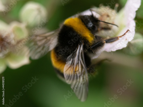 bee on a flower © TL