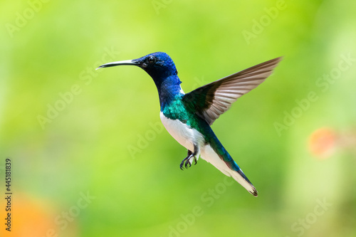 Colorful blue White-necked Jacobin hummingbird (Florisuga mellivora) hovering in flight with a smooth green background.
