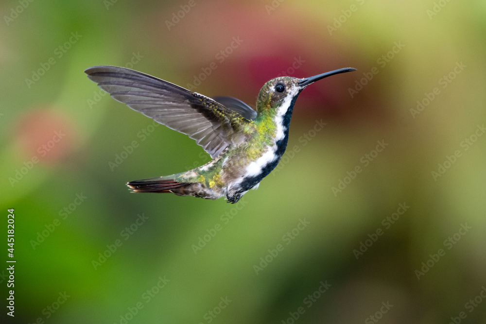 Fototapeta premium A female Black-throated Mango hummingbird (Anthracothorax nigricollis) hovering in the air with a colorful blurred background. Tropical bird in flight. Bird in nature.