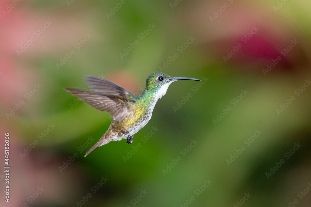 A White-chested Emerald hummingbird (Amazilia brevirostris) hovering in the air with a blurred background. Tropical bird in wild. Bird in flight.