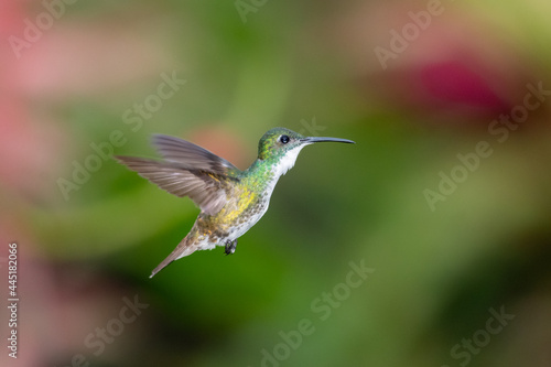 A White-chested Emerald hummingbird (Amazilia brevirostris) hovering in the air with a blurred background. Tropical bird in wild. Bird in flight.