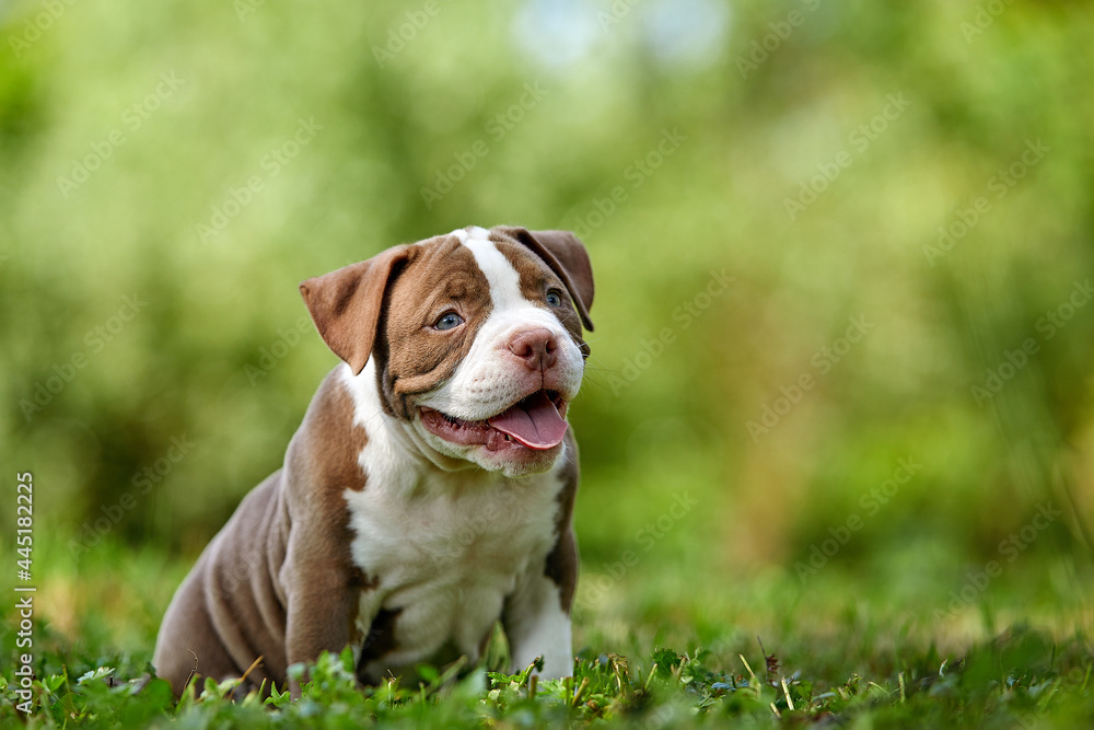 American bully puppy on green grass, cute little puppy frolics and plays on green lawn, copy space.