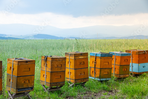 Beekeeping farm in the forest - Buckwheat honey