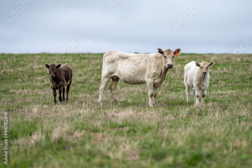 Murray grey and Angus cows grazing on lush pasture. photo