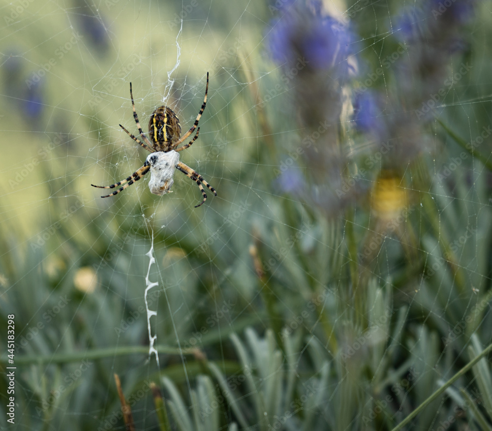 Arañas sobre flores de Labanda