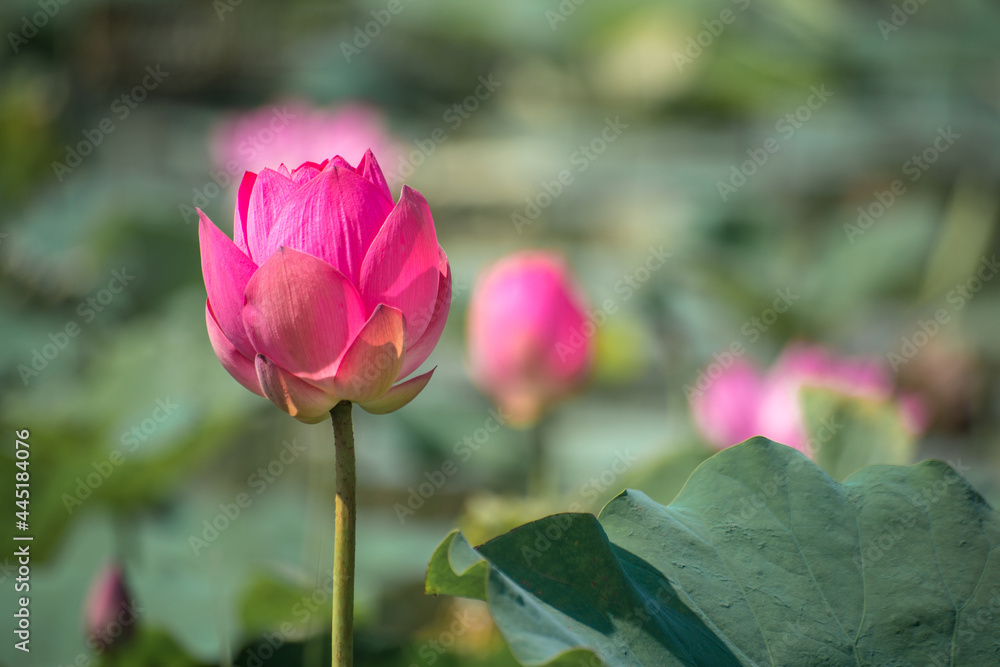 Close up Pink Lotus (Nelumbo nucifera Gaertn.) in the lake, colorful pink-white petals with green nature background