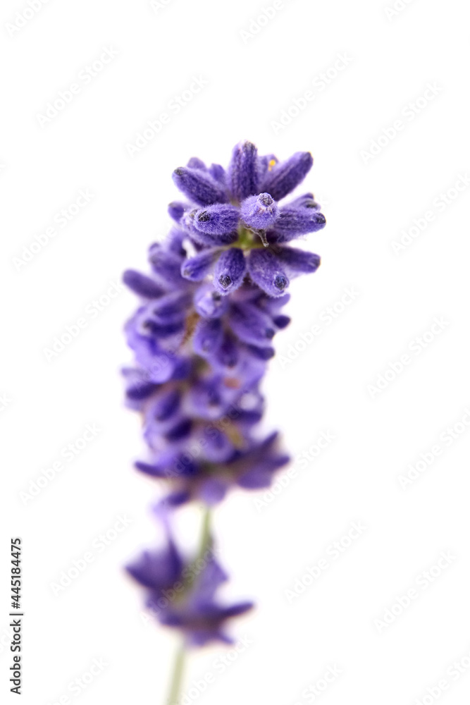 Fototapeta premium Fresh lavender flower isolated on white background, macro