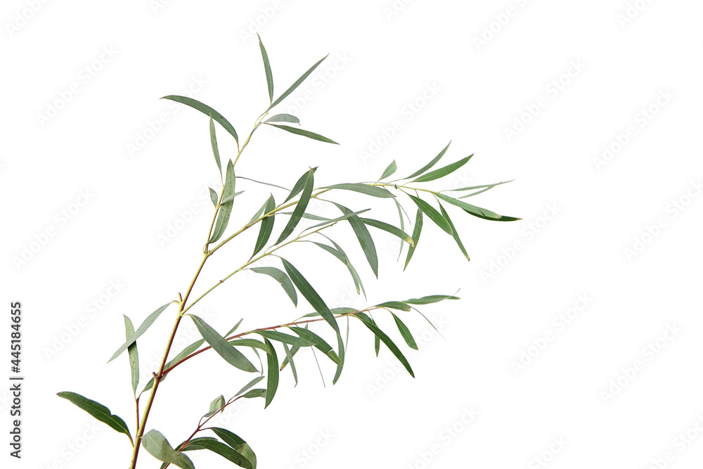 Fototapeta premium Eucalyptus leaves isolated on white background. Green eucalyptus branch