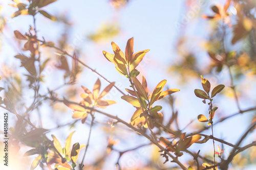 Colorful autumn foliage backlit by sun on blue sky background. Beautiful natural autumn foliage background for wallpaper design.