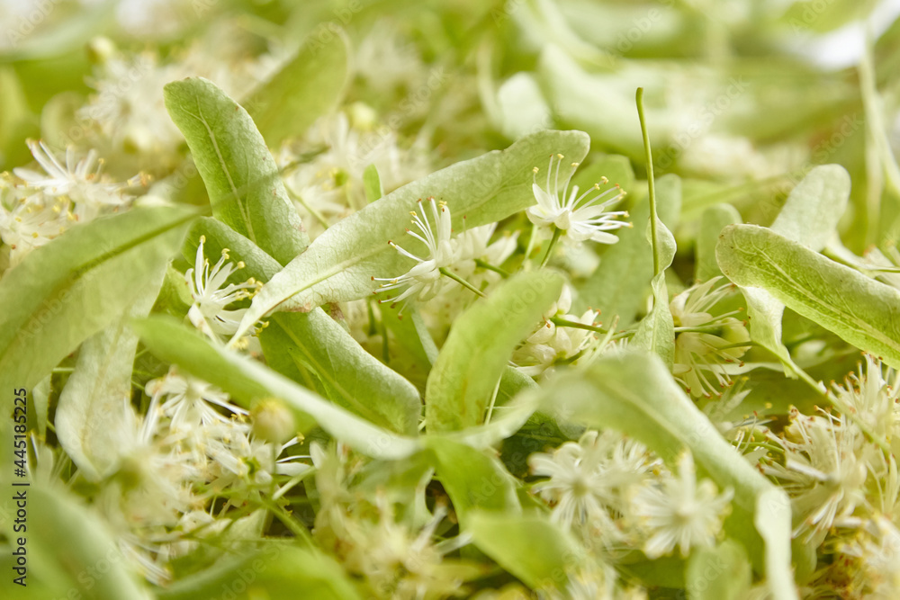 Fototapeta premium Linden flowers as a background