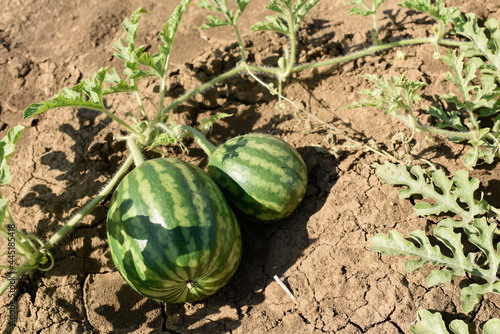 Two striped green watermelons lie on dry yellow soil. Organic growing in a watermelon plantation. Shot from above.