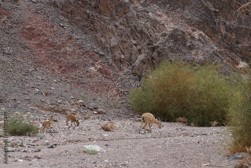 Nubian Ibex in Nahal Tzfahot near Eilat, South Israel photo