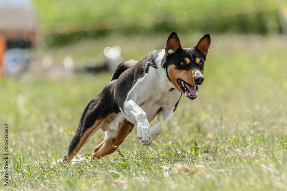 Basenji running qualification for lure coursing championship