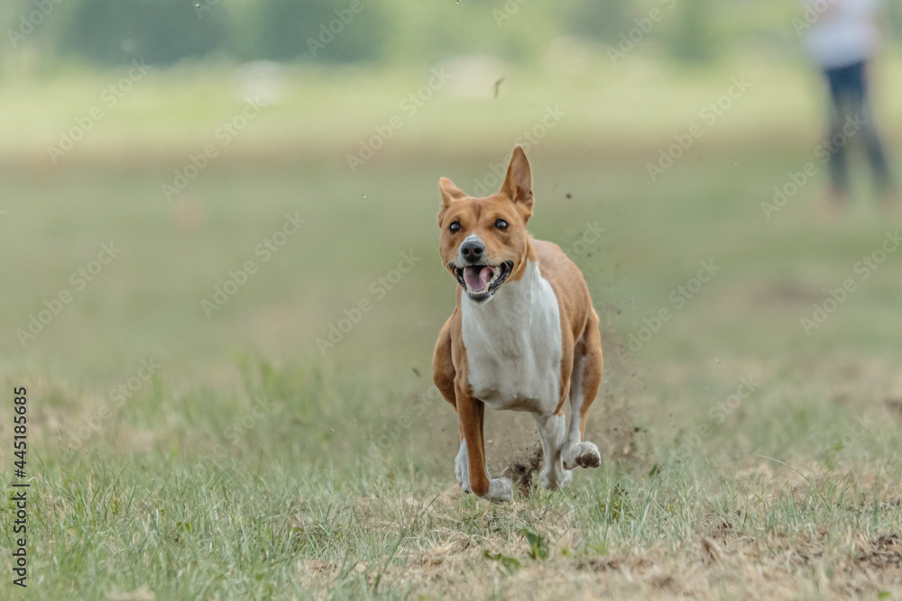 Basenji running qualification for lure coursing championship