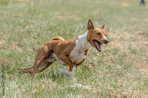 Fototapeta Naklejka Na Ścianę i Meble -  Basenji dog training coursing runs across the field