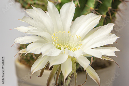 Blooming cactus with a large beautiful flower.