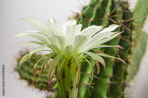 Blooming cactus with a large beautiful flower.