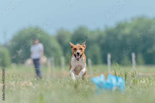 Basenji dog training coursing runs across the field