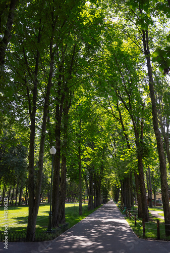 alley with trees in a summer park