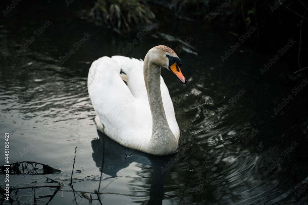 Fototapeta premium Schwan auf See