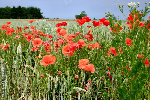 Mohnblumen am Rande eines Weizenfelds