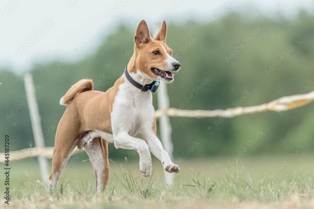 basenji puppy first time running on dog sport competition basenji puppy first time running on dog sport competition