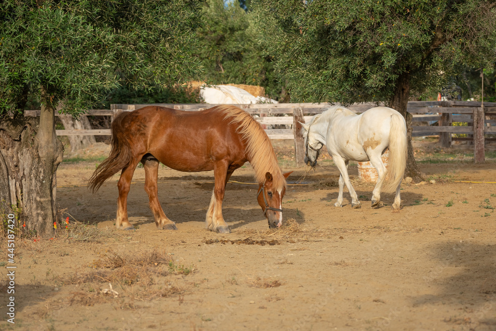 Two horses In a corral at the ranch