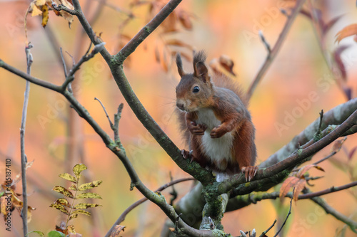 Eichhörnchen im Garten © Jochen