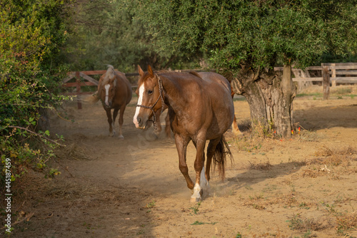 Horses In a corral at the ranch