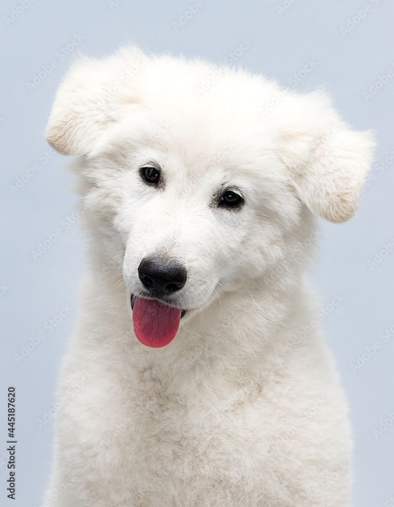 white puppy sitting in the studio white puppy sitting in the studio