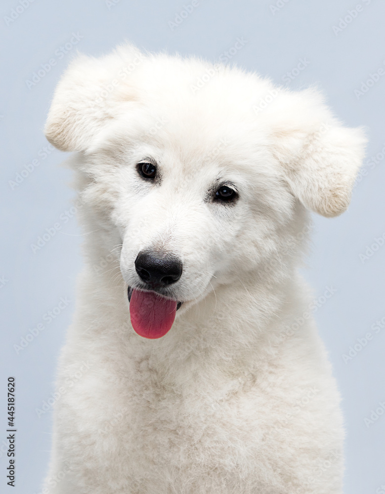 white puppy sitting in the studio